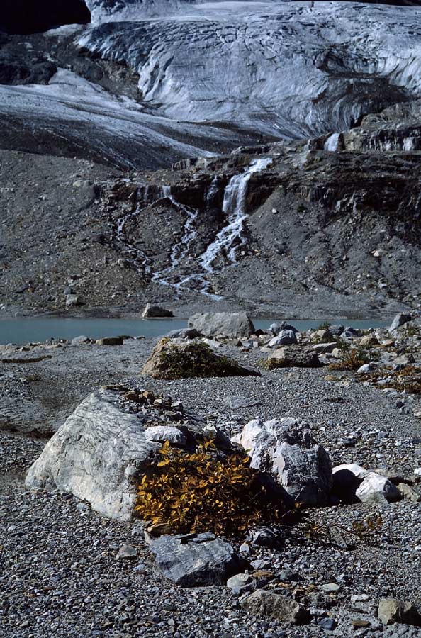 198708923 ©Tim Medley - Iceline Trail, Yoho National Park, BC