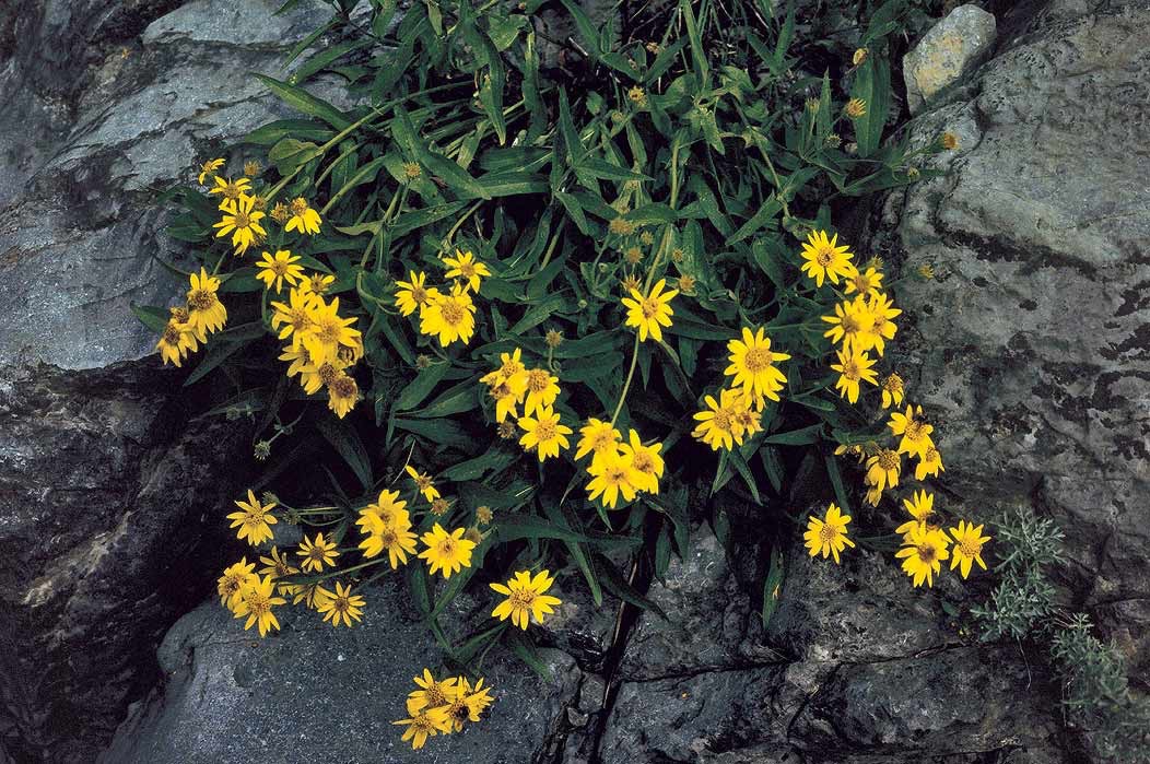 199100633 ©Tim Medley - Arnica, Wonder Pass Trail, Banff National Park, AB