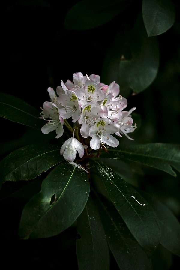 201607121DX3874 ©Tim Medley - Rhododendron, South Prong TR, Monongahela NF, WV
