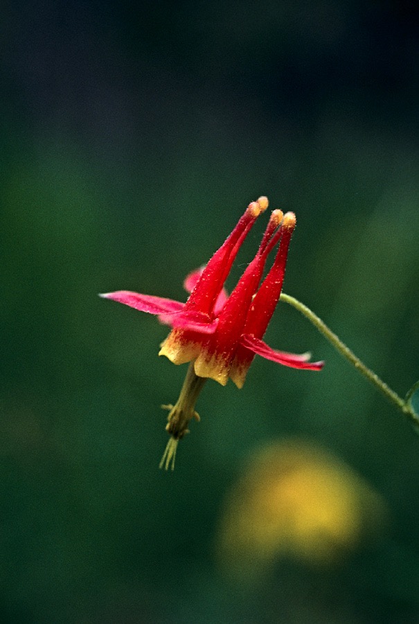 198706427 ©Tim Medley - Crimson Columbine, French Canyon, John Muir Wilderness, CA
