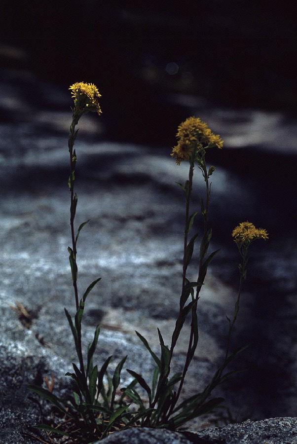 198707001 ©Tim Medley - Sierra Butterweed, John Muir Trail, John Muir Wilderness, CA