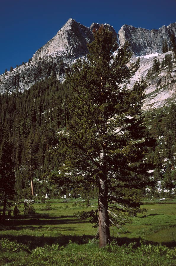 1991CA01580 ©Tim Medley - Little Pete Meadow, Le Conte Canyon, John Muir TR, Kings Canyon NP, CA