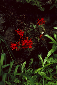 1993WA0308