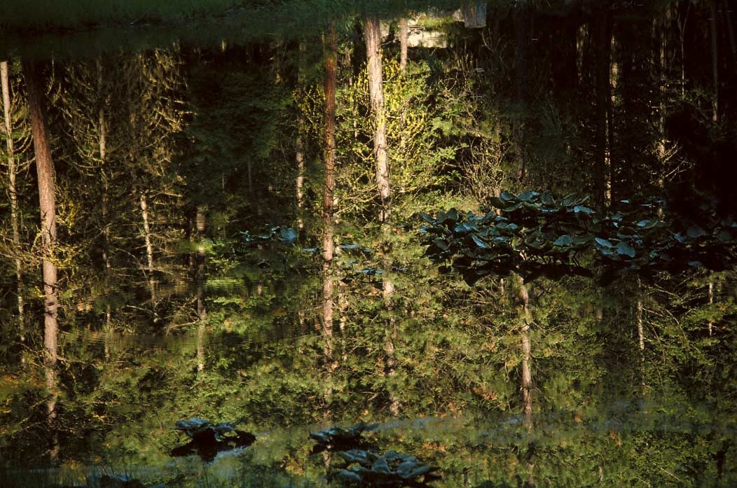 1987103B03 ©Tim Medley - Kramis Pond, Bitterroot National Forest, MT