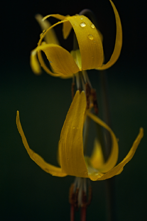 198705309 ©Tim Medley - Glacier Lillies, Watkins Creek Trail, Gallatin National Forest, MT