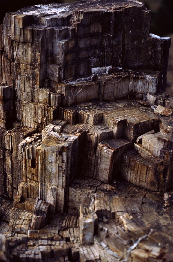 198708028 ©Tim Medley - Petrified Wood, Yellowstone National Park, WY