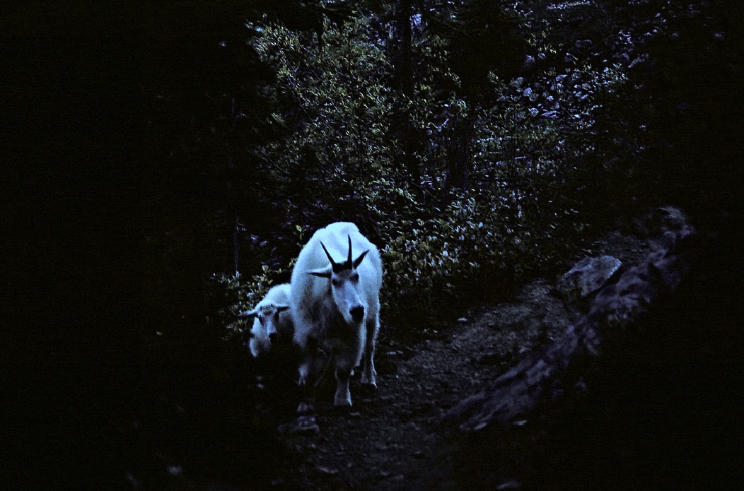 198709028 ©Tim Medley - Mountain Goats, Highline Trail, Yoho National Park, BC