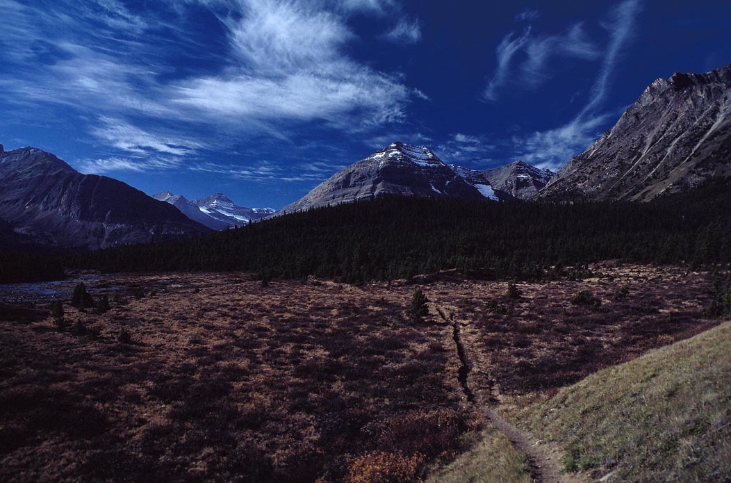 198709909 ©Tim Medley - Brazeau River Trail, Jasper National Park, AB
