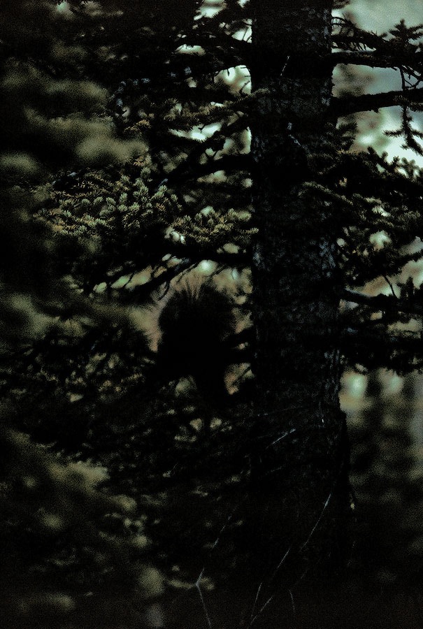 199100108 ©Tim Medley - Porcupine, Mosquito Creek, Banff National Park, AB