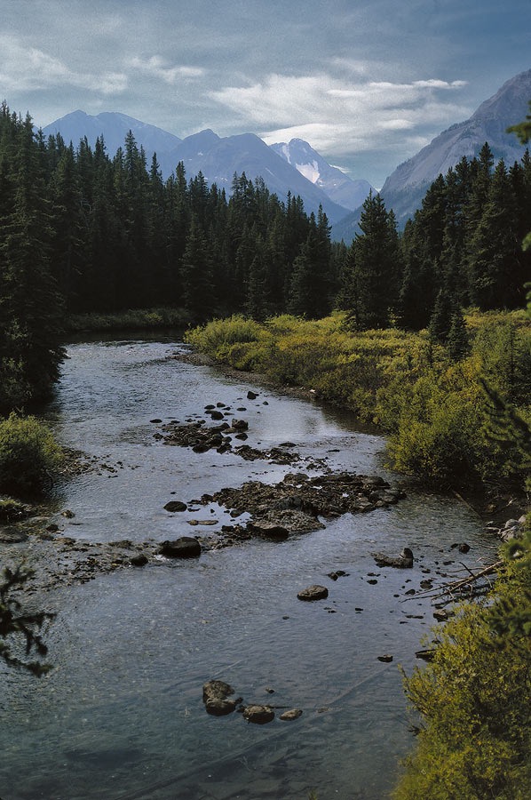 199100705 ©Tim Medley - Bryant Creek, Banff National Park, AB