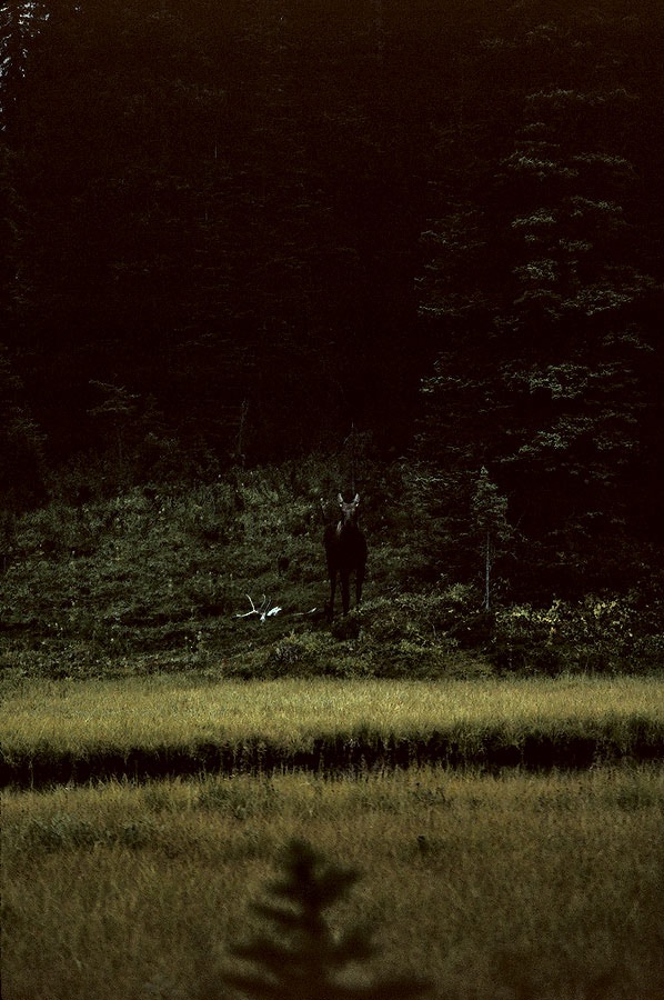 199100806 ©Tim Medley - Moose, Spray River, Banff National Park, AB