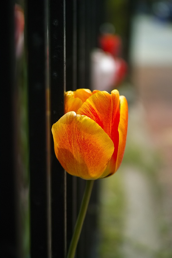 20140418P3M0168 ©Tim Medley - Tulip, E Sreet NE, Capitol Hill, Washington, DC