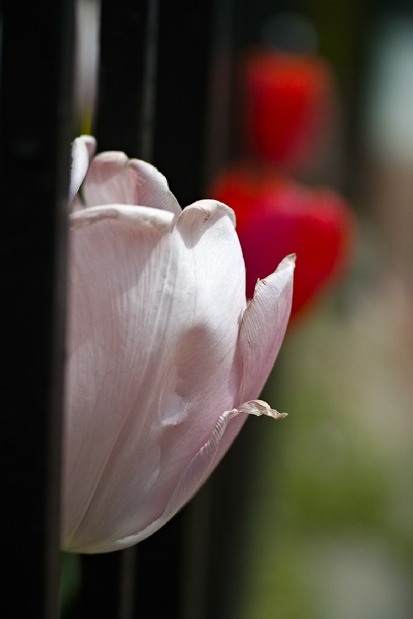 20140418P3M0169 ©Tim Medley - Tulip, E Street NE, Capitol Hill, Washington, DC