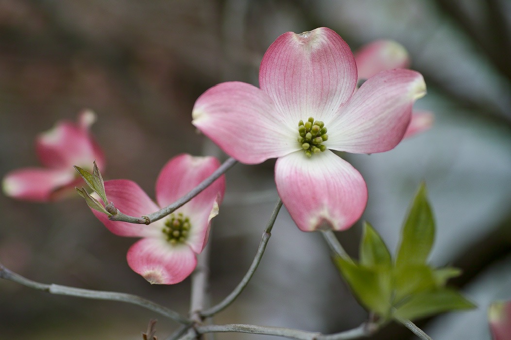 20140422P3M0179 ©Tim Medley - Dogwood, E Street NE, Capitol Hill, Washington, DC