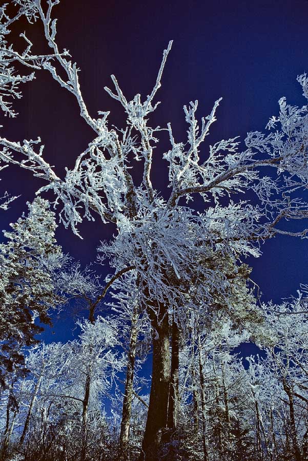 198612W3B33, ©Tim Medley - Great Smoky Mountains National Park, NC