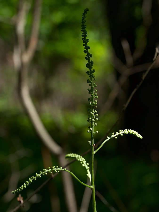 20240610X2D0987 ©Tim Medley - Black Cohosh, Hull School Trail, Shenandoah NP, VA