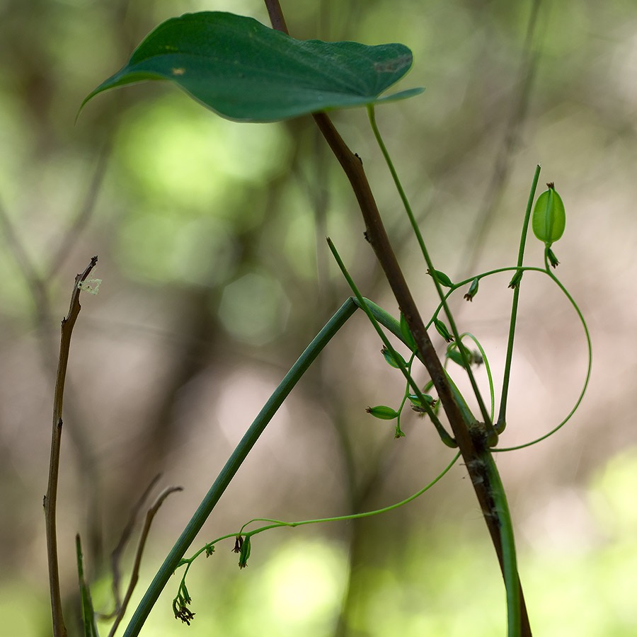 20240610X2D0992 ©Tim Medley - Hull School Trail, Shenandoah NP, VA