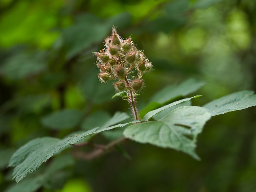 20240612X2D1017 ©Tim Medley - Wild Raspberry, Thornton River Trail, Shenandoah NP, VA