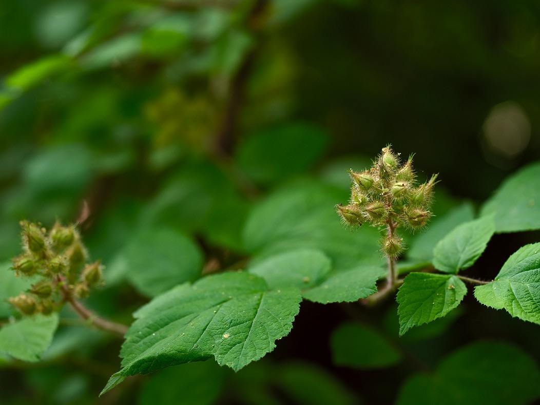 20240612X2D1018 ©Tim Medley - Wild Raspberry, Thornton River Trail, Shenandoah NP, VA