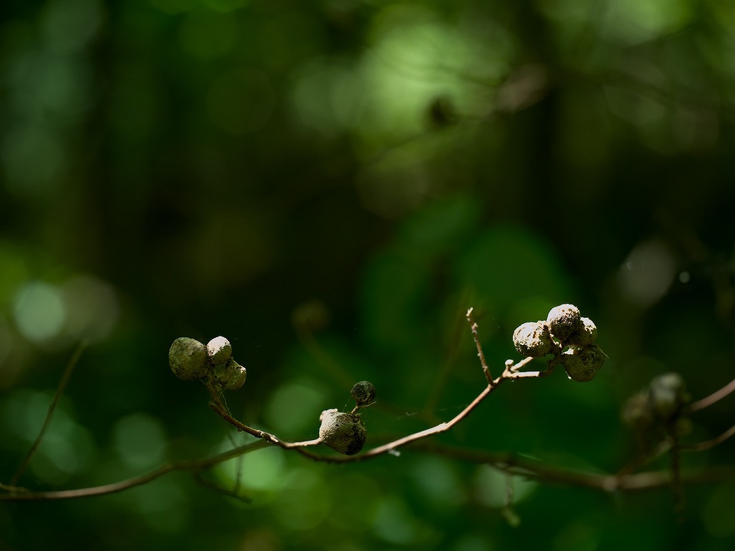 20240612X2D1021 ©Tim Medley - Thornton River Trail, Shenandoah NP, VA