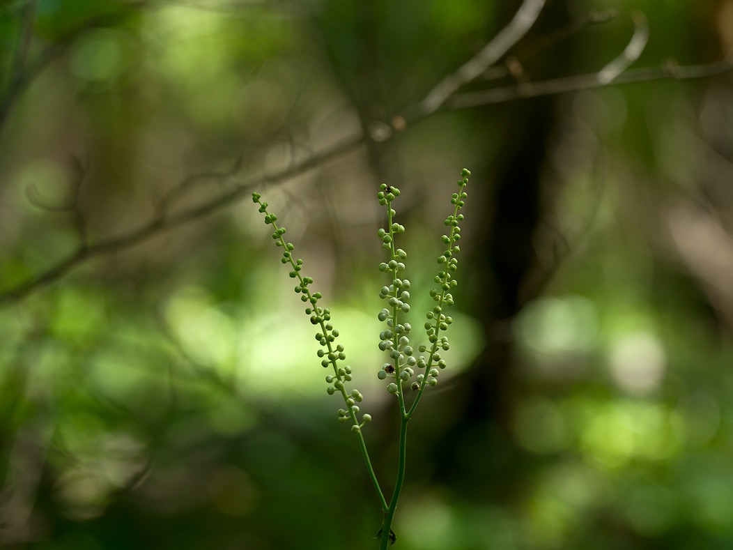 20240620X2D1086 ©Tim Medley - Black Cohosh, Hull School Trail, Shenandoah NP, VA