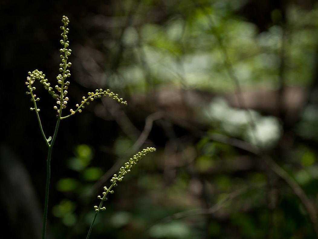 20240620X2D1091 ©Tim Medley - Black Cohosh, Hull School Trail, Shenandoah NP, VA