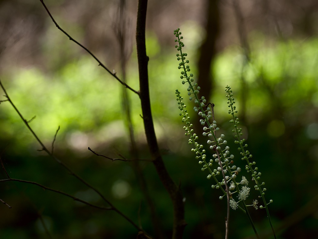 20240620X2D1092 ©Tim Medley - Black Cohosh, Hull School Trail, Shenandoah NP, VA