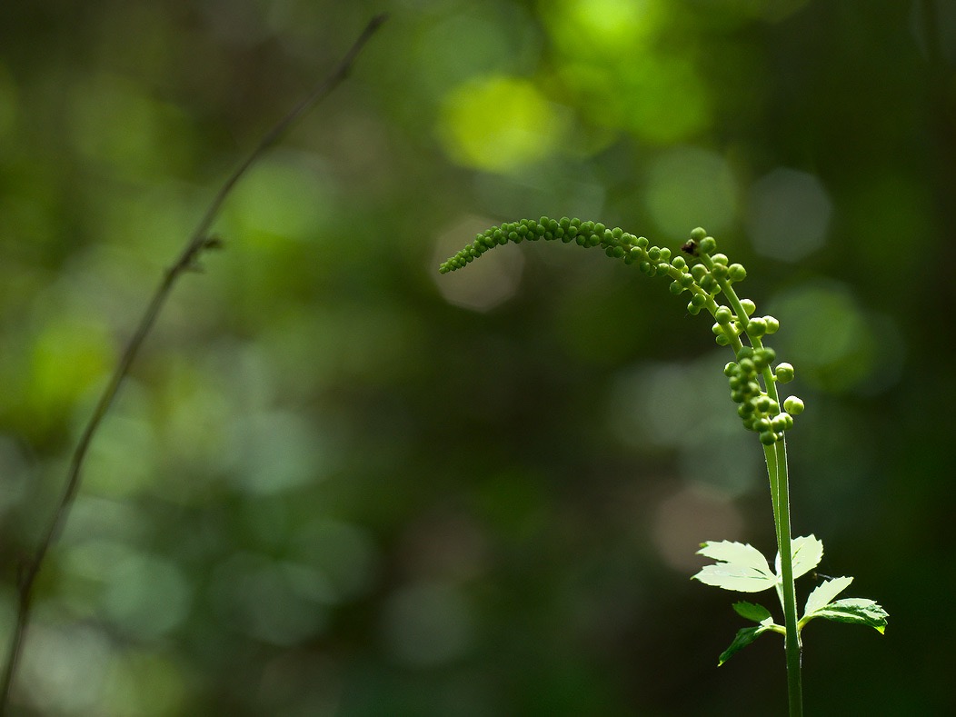 20240620X2D1093 ©Tim Medley - Black Cohosh, Hull School Trail, Shenandoah NP, VA