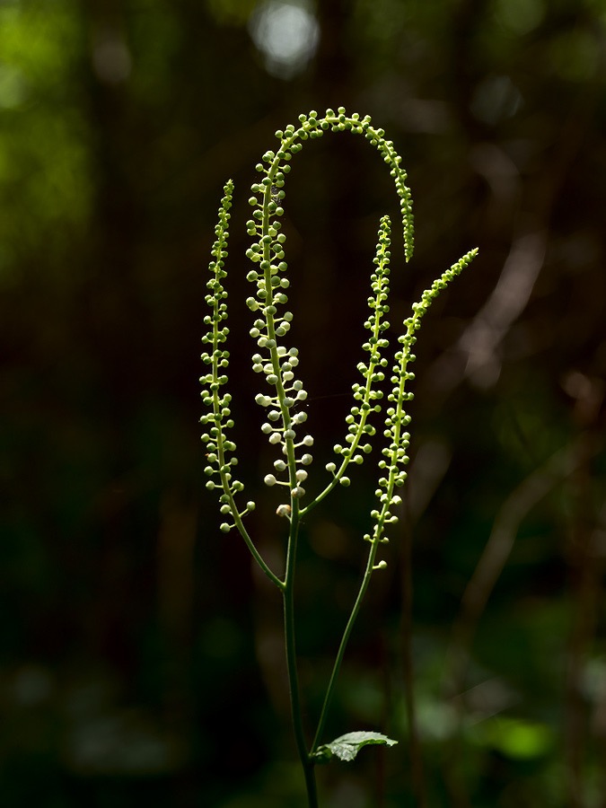 20240620X2D1102 ©Tim Medley - Black Cohosh, Hull School Trail, Shenandoah NP, VA