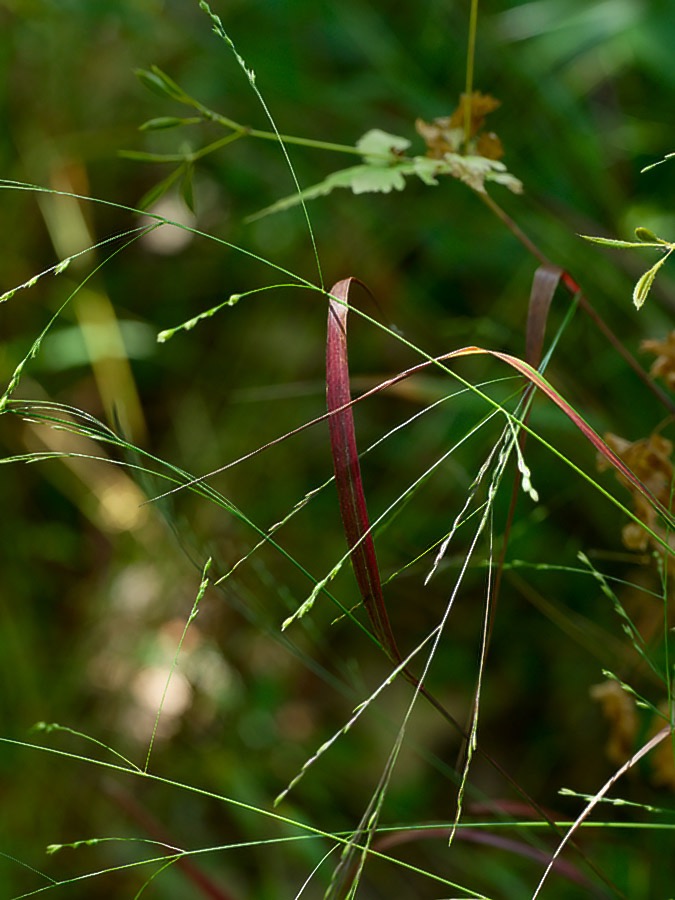 20240620X2D1104 ©Tim Medley - Hull School Trail, Shenandoah NP, VA