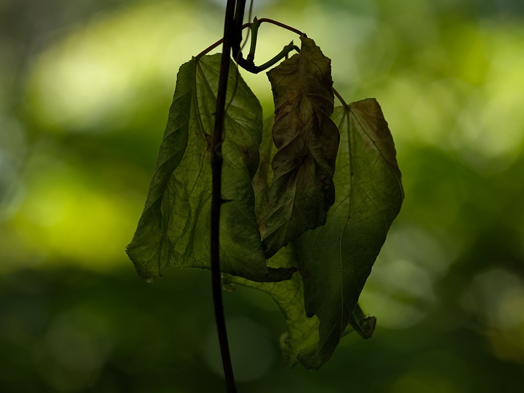 20240620X2D1110 ©Tim Medley - Hull School Trail, Shenandoah NP, VA