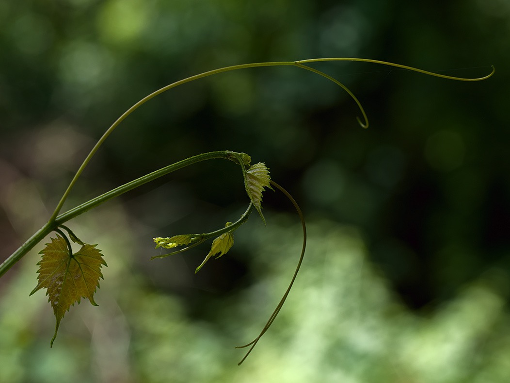 20240620X2D1118 ©Tim Medley - Hull School Trail, Shenandoah NP, VA