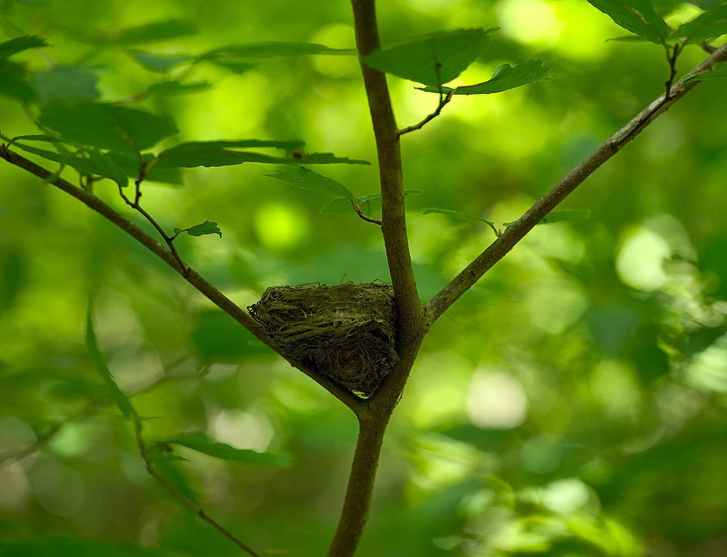 20240624X2D1133 ©Tim Medley - Bird's Nest, Hazel River Trail, Shenandoah NP, VA