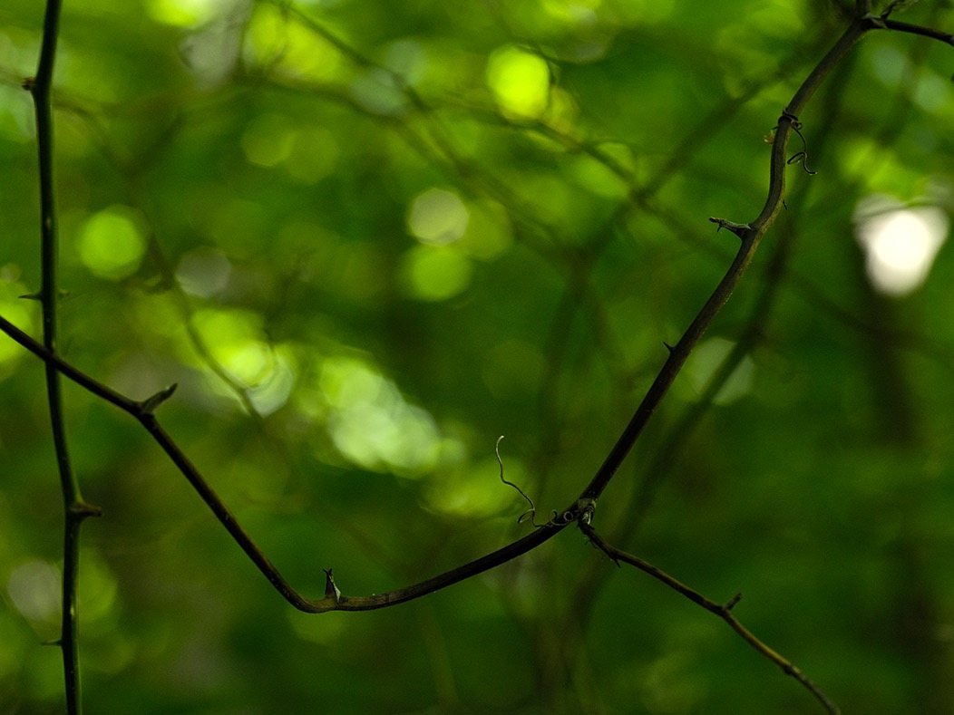 20240624X2D1148 ©Tim Medley - Hazel River Trail, Shenandoah NP, VA