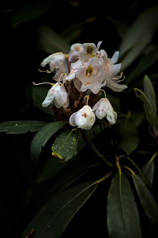 201607121DX3801 ©Tim Medley - Rhododendron, South Prong TR, Monongahela NF, WV