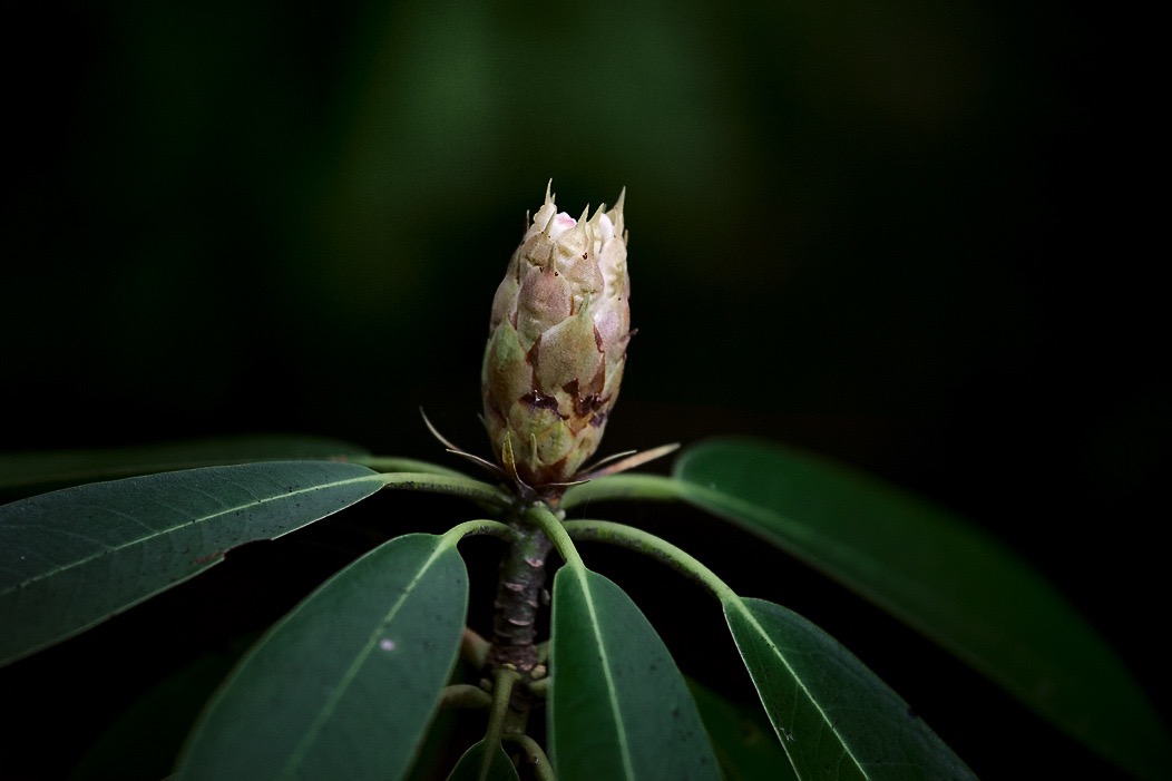 201607121DX3871 ©Tim Medley - Rhododendron, South Prong TR, Monongahela NF, WV