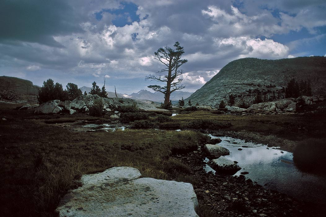 199200502 ©Tim Medley - Milestone Creek, Sequoia NP, CA