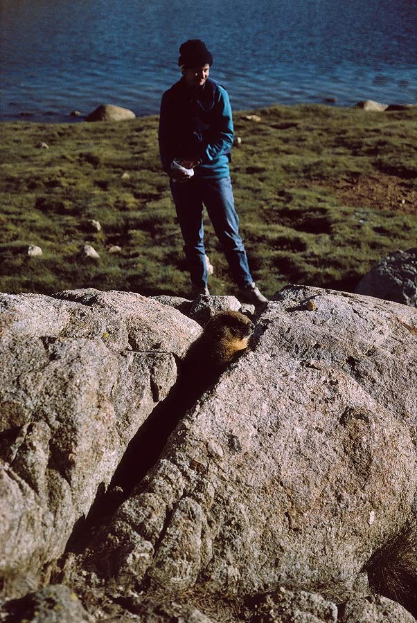 199200618 ©Tim Medley - Marmot, Lake South America, Sequoia NP, CA