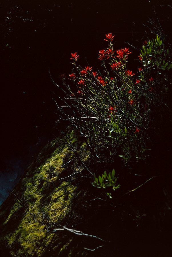 199200701 ©Tim Medley - Indian Paintbrush, Anvil Camp, Shepherd Pass Trail, John Muir Wilderness, CA