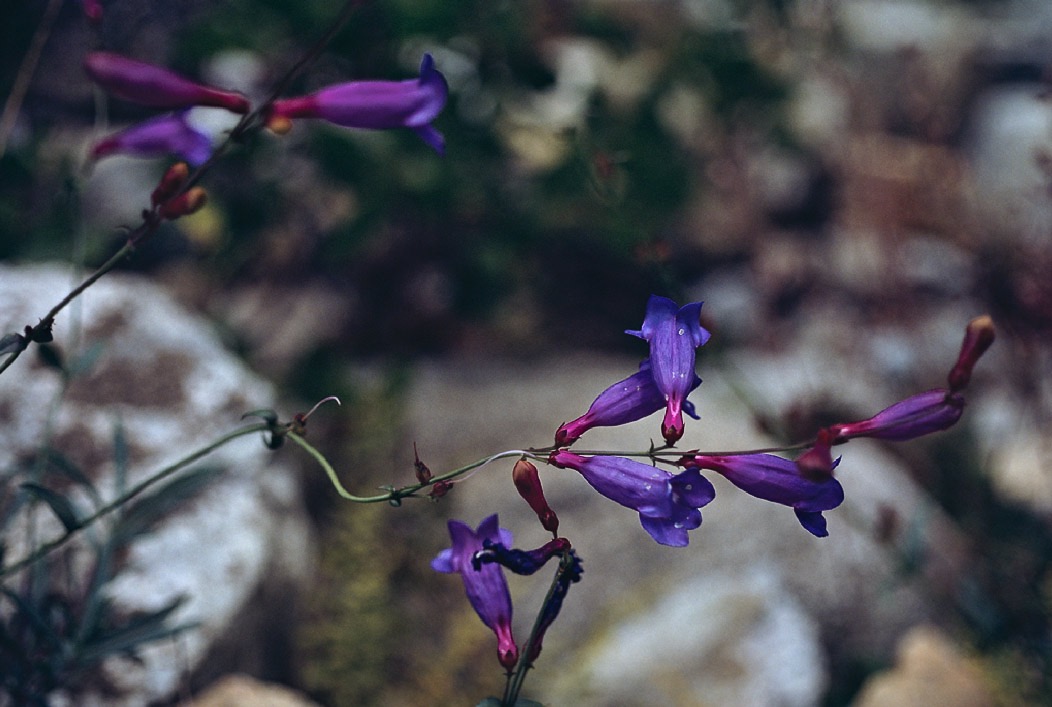 198706507 ©Tim Medley - Sierra Penstemon, French Canyon, John Muir Wilderness, CA