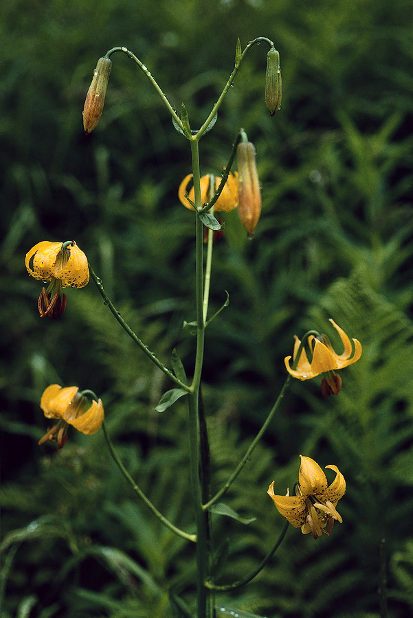 1993WA0320 &copy;Tim Medley - Columbia Lily, Milk Creek TR, Glacier Peak WA, WA