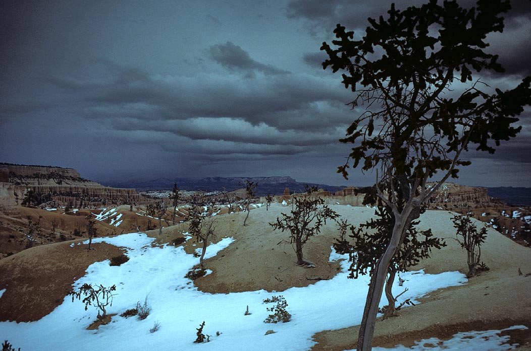 198700636 ©Tim Medley - Bristlecone Pines, Bryce National Park, UT