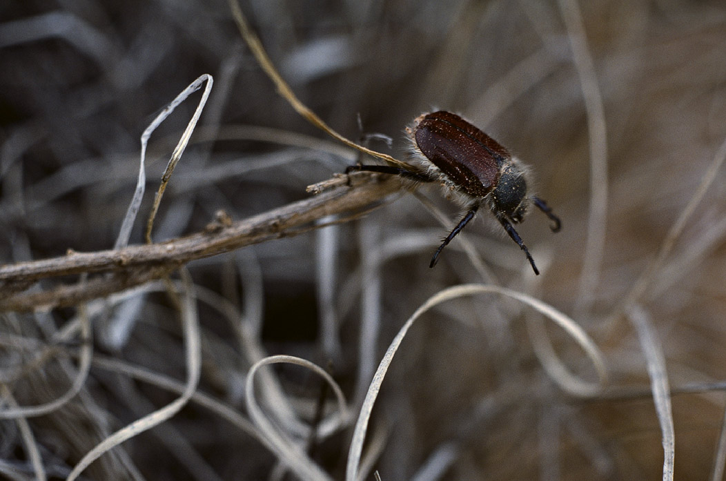 198702233 ©Tim Medley - Beetle, The Needles, Canyonlands National Park, UT