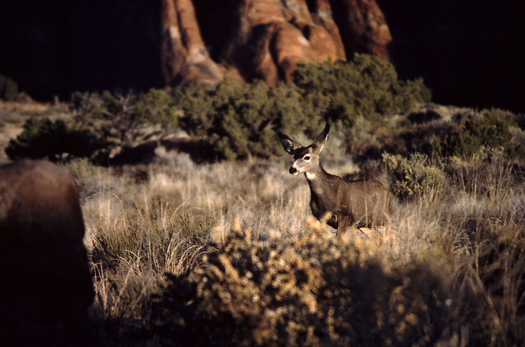 198711337 ©Tim Medley - Mule Deer, Devils Garden, Arches National Park, UT