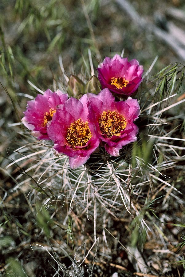 1993UT0115 ©Tim Medley - Prickly Pear Cactus, Canyonlands National Park, UT