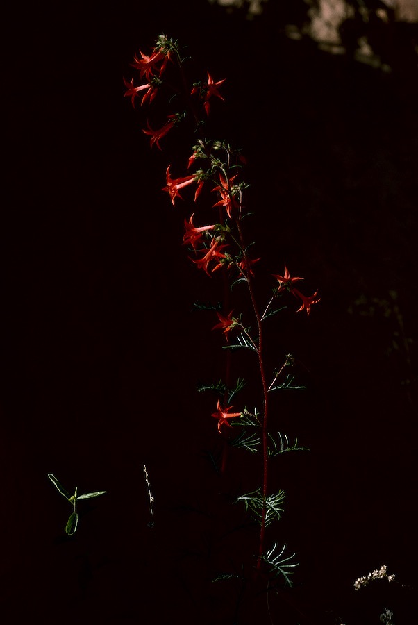 1993UT0117 ©Tim Medley - Scarlet Gilia, Canyonlands National Park, UT