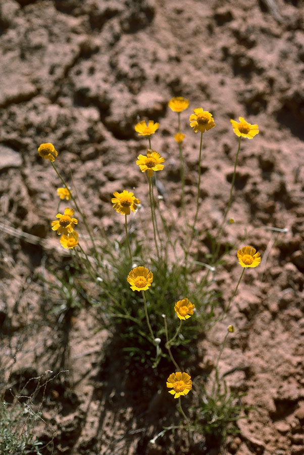 1993UT0118 ©Tim Medley - Canyonlands National Park, UT