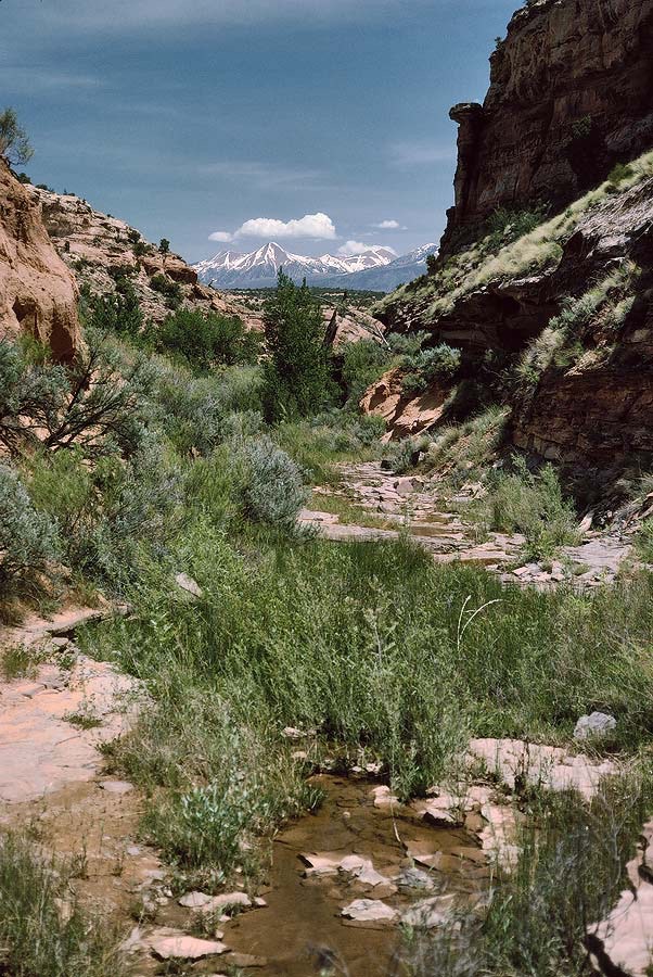 1993UT0126 ©Tim Medley - La Sal Mountains, Harts Spring Draw, UT