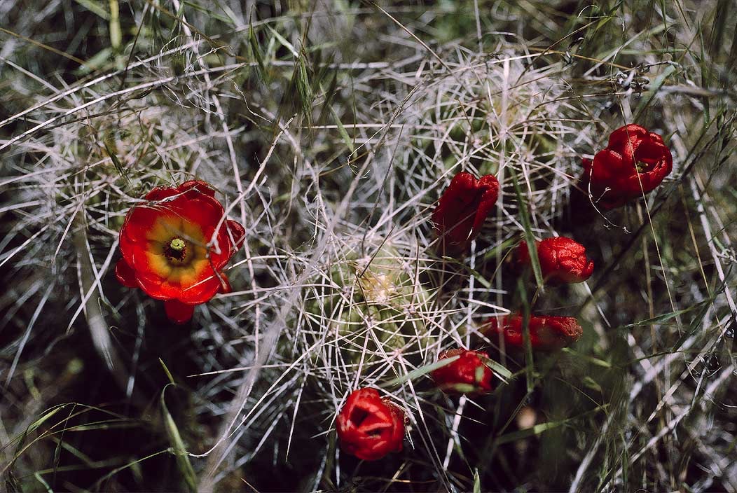 1993UT0127 ©Tim Medley - Prickly Pear Cactus, Harts Spring Draw, UT