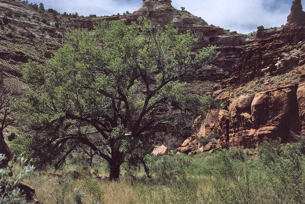 1993UT0130 ©Tim Medley - Cottonwood, Harts Draw, UT
